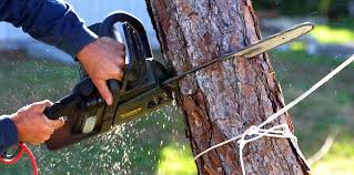 Best Tree Cabling and Bracing  in Hatch, NM