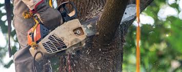Best Tree Trimming and Pruning  in Hatch, NM