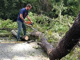 Best Leaf Removal  in Hatch, NM