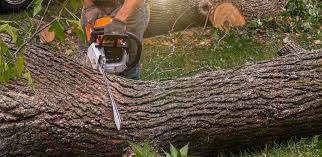 Best Tree Cabling and Bracing  in Hatch, NM