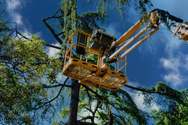 Best Tree and Shrub Care  in Hatch, NM