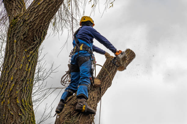 Best Tree Risk Assessment  in Hatch, NM