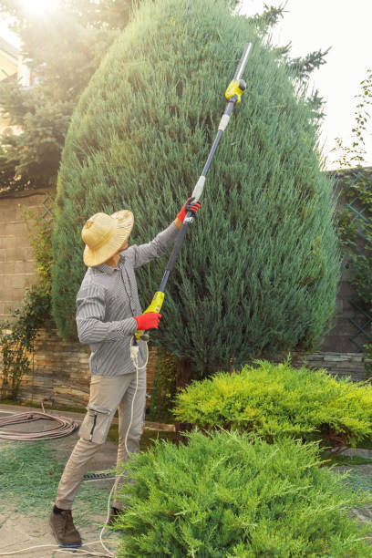 Best Tree Removal  in Hatch, NM