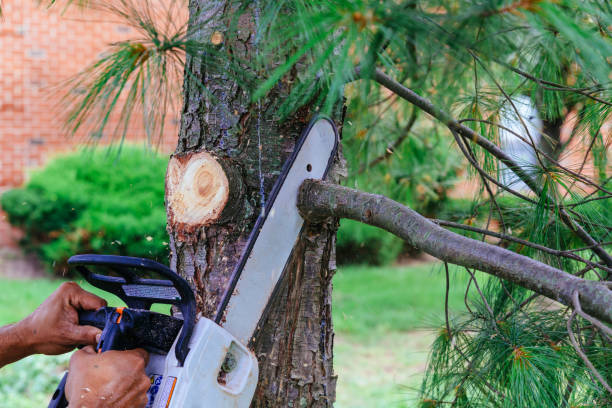 Trusted Hatch, NM Tree Removal Experts